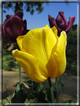 foto Fiori